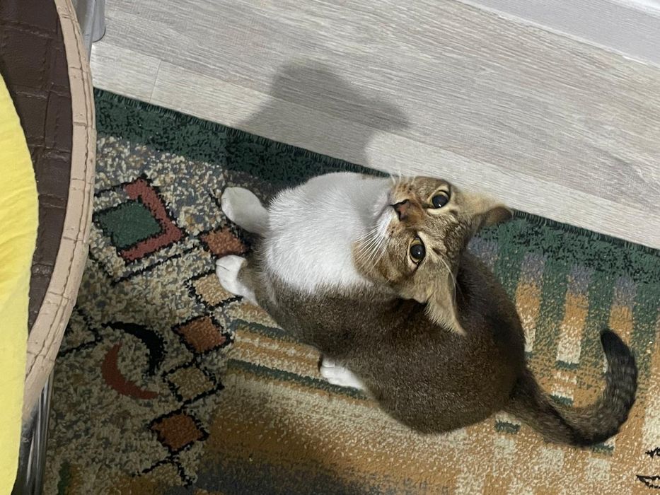 Отдам в хорошие руки