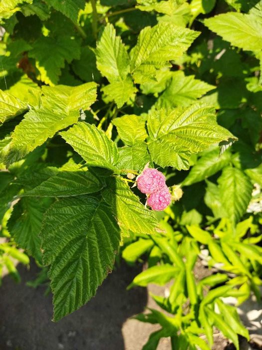 Продам дачу (район Кривоозёрки)