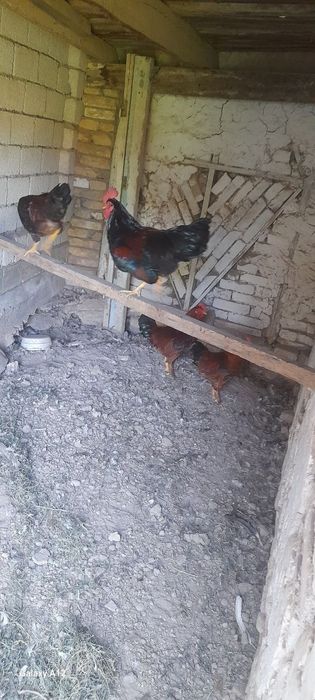 Продам петухов домашних