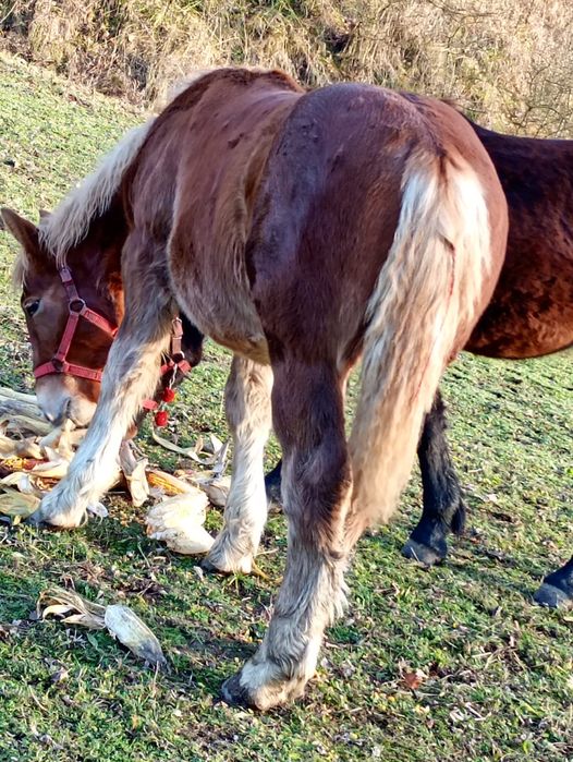 Vând s-au schimb cu oi