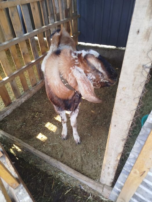 Англонуб теке  сатылады