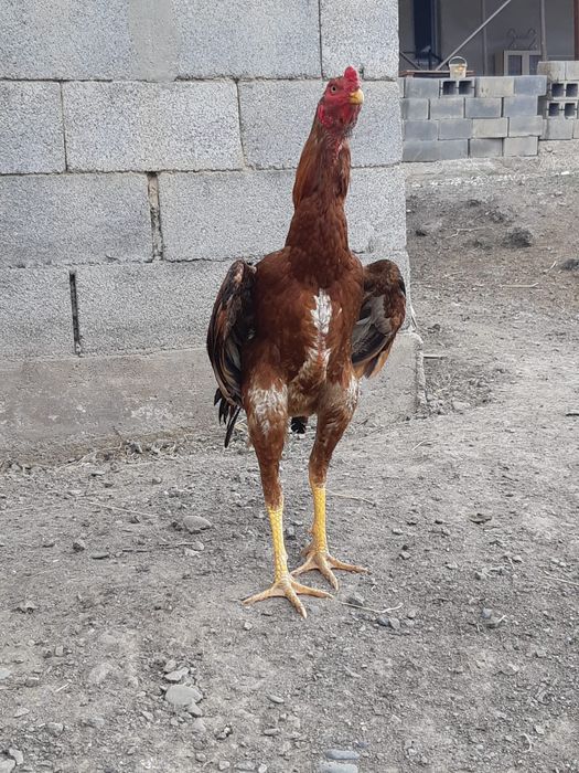 Бойцовиедакантаауықтар