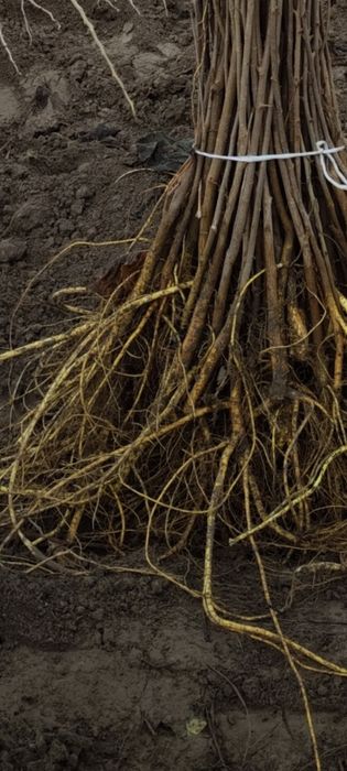 Tut kuchatlari sotiladi