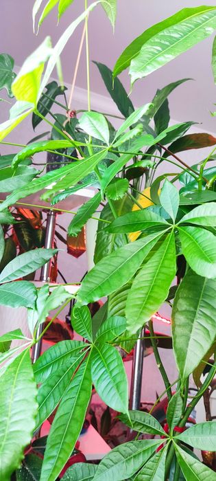 Продам комнатные цветы