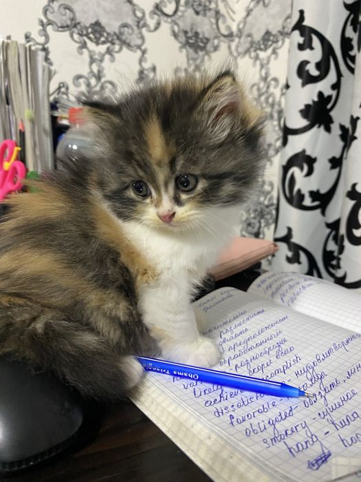 отдам котика в хорошие руки!!