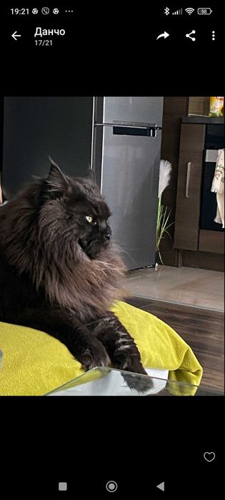 Сладки котенца-Мейн Куун