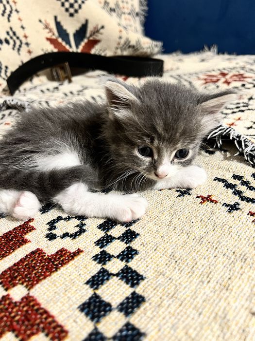 Котенок бесплатно