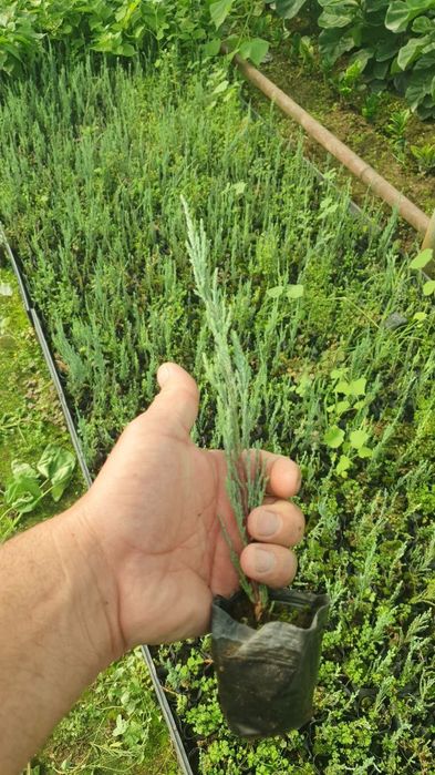 Аризониский кепарис