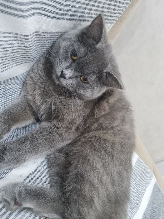 Britanskiy Skotish вяска qilishga