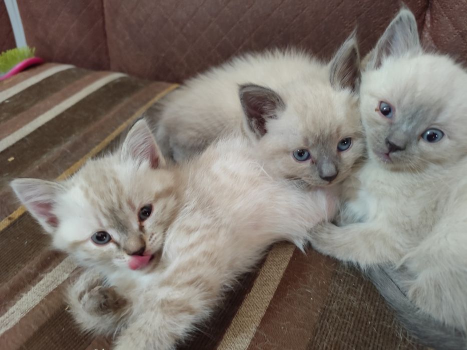 Котята невской маскарадной