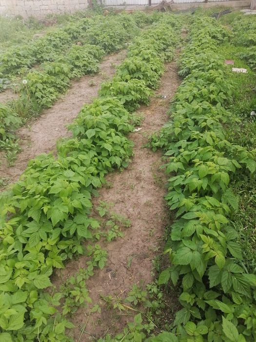 Продажа саженцев Малины