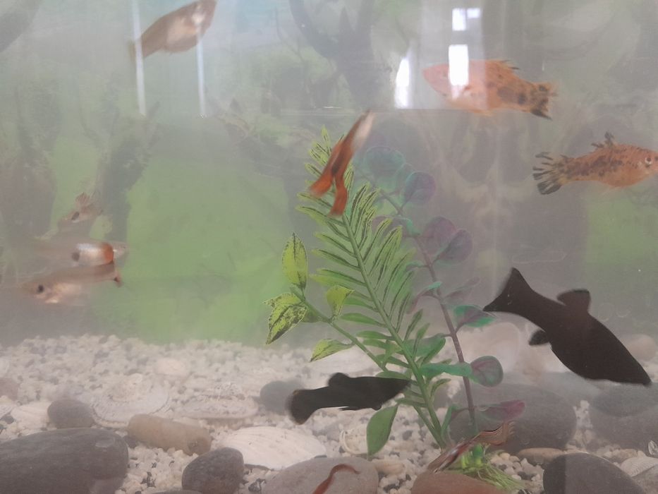 Продам аквариум рыбы