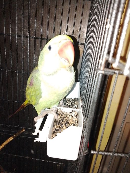 Marele Alexandru pui