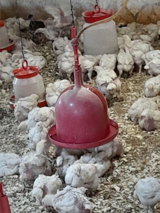 Pui albi rasă de carne