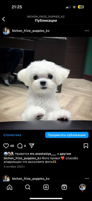 Щенки мальтезе. Гипоаллергенная порода