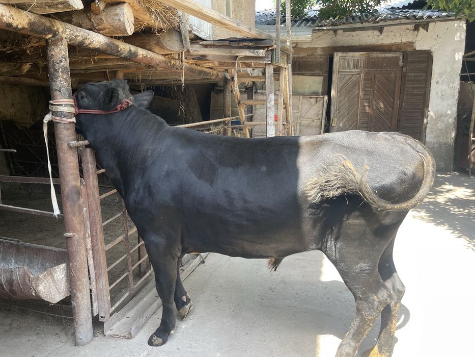 Angus buqa sotiladi