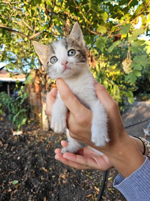 Подарявам котенца