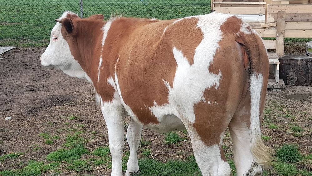 Balțată Românească 6500 are 374kg