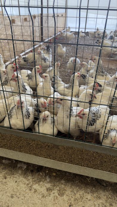 Тоза ,сифатли,зоттор , вакциналари килинган соглом