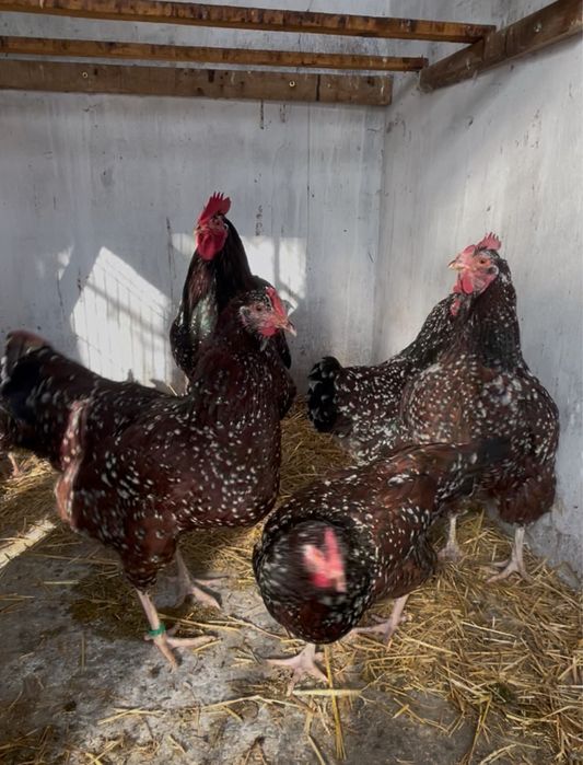 Oua incubat Sussex / Susex  portelan