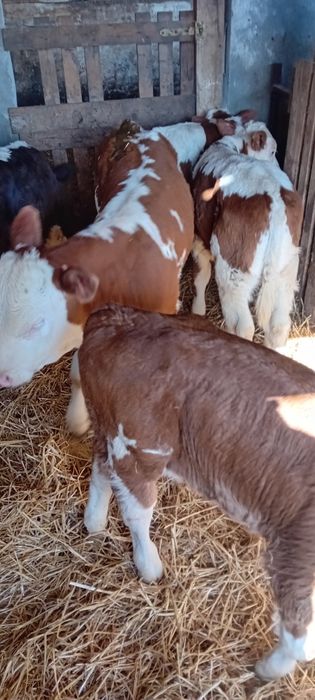 Vand Vitei   baltati