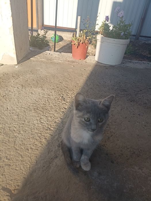 Котенок бесплатно