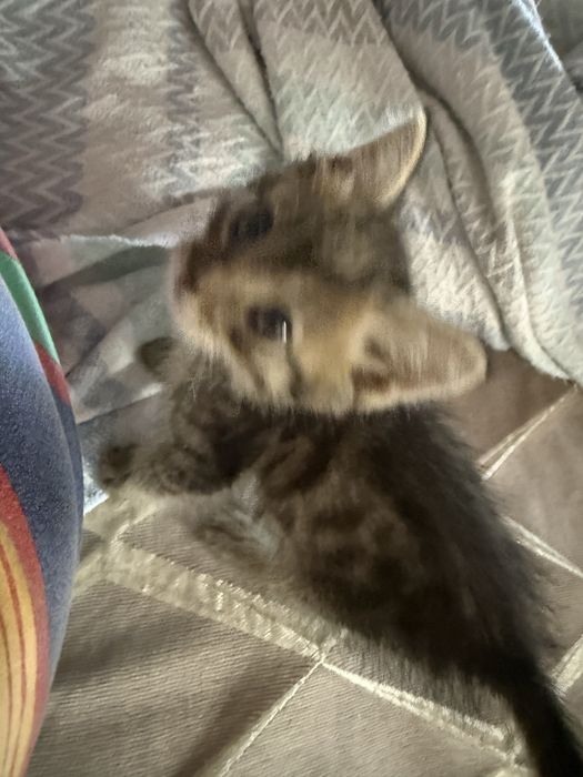 Котенок отдам даром