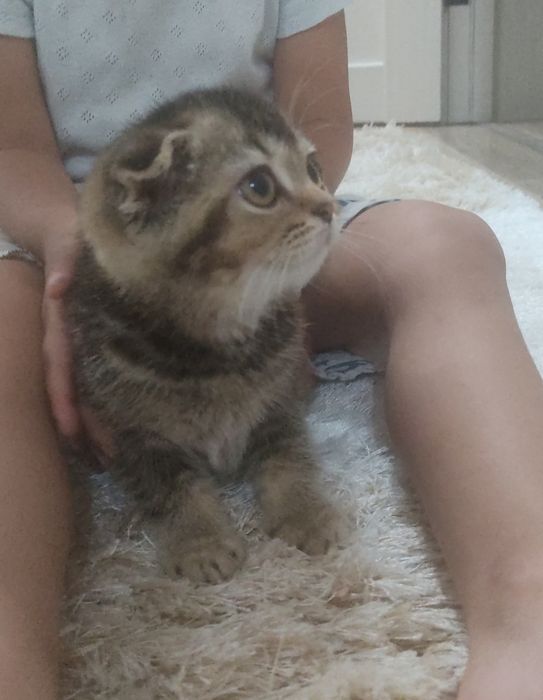 Продам Скоттиш Фолд