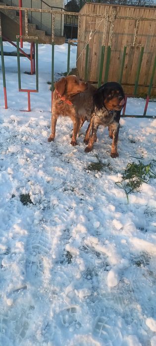 Бретон  3броя мъжки кученца