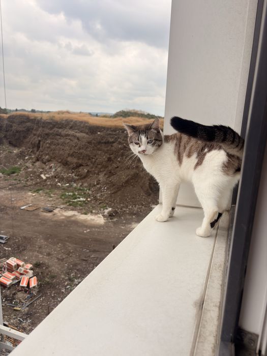 Отдам кота бесплатно