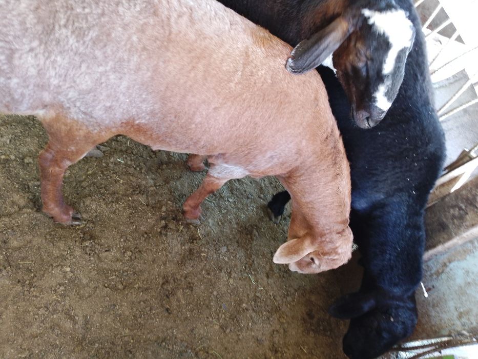 Qoy qo'chqor sotiladi