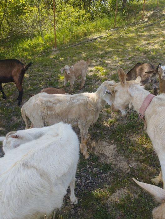 Vind iezi metis de Anglonubian