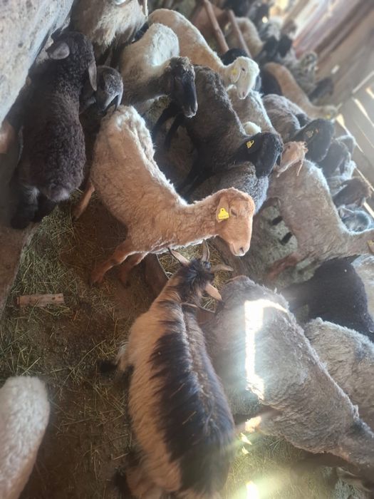 сатылады. адрес аль фарабиде