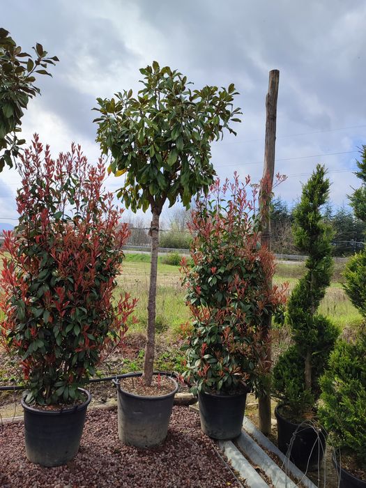 Magnolia Galbenă, Grandiflora, Palmieri