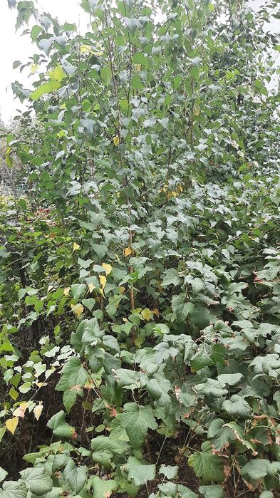 Продам саженцы березы