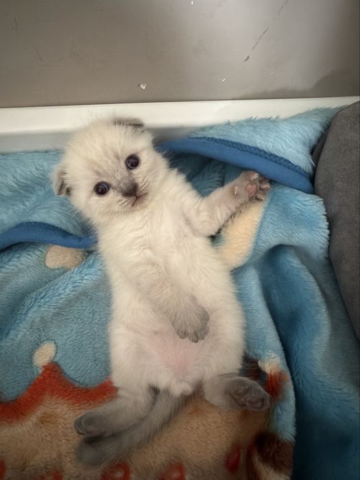 Милахи Котятки продам