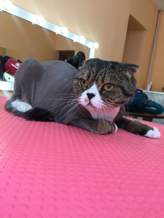 Стрижка кошек без наркоза!