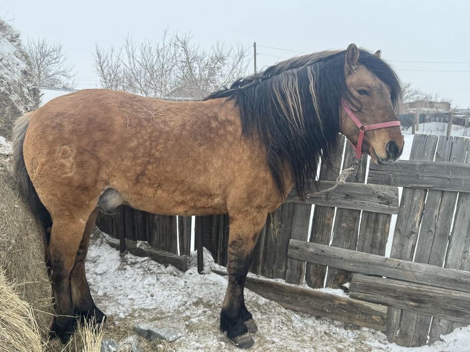 Продам айғыр …..