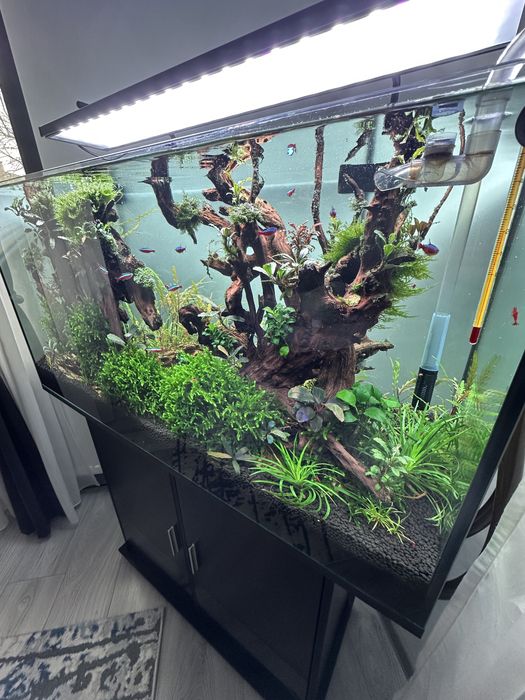 Acvariu 200 high-tecg, filtru Oase 850,lampa profesionala, co2 acvariu