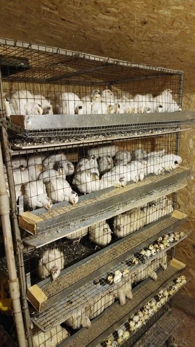 Инкубационные яйца перепелов