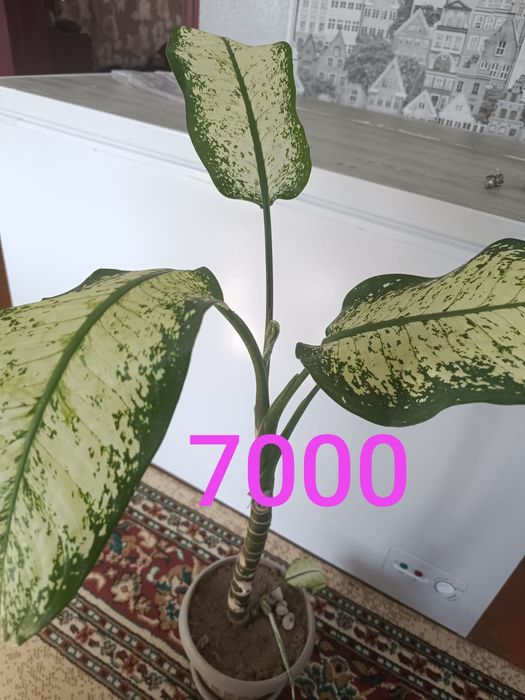 Продам недорого цветы