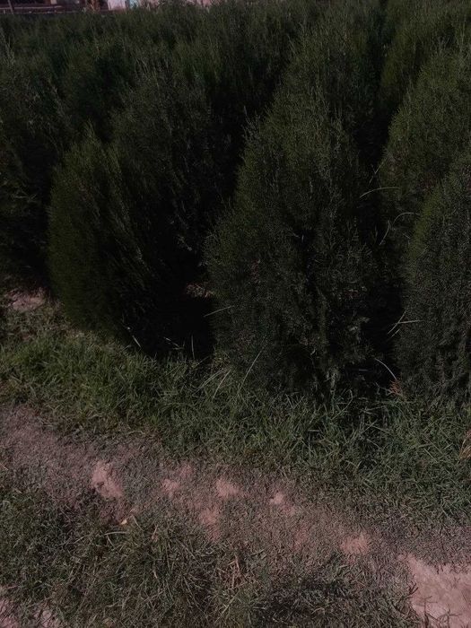 Туя навли арчалар