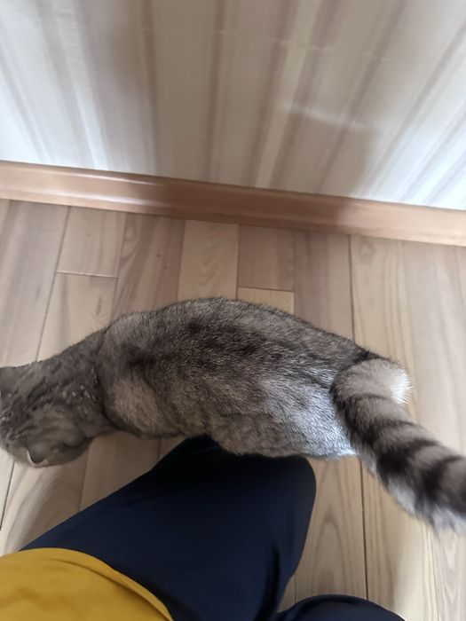 Кошка отдается бесплаьно в добрые руки
