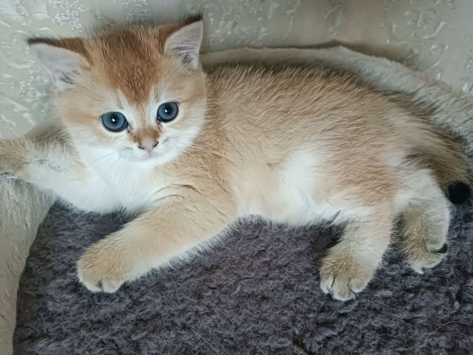 Продажа котят золотой шиншилы