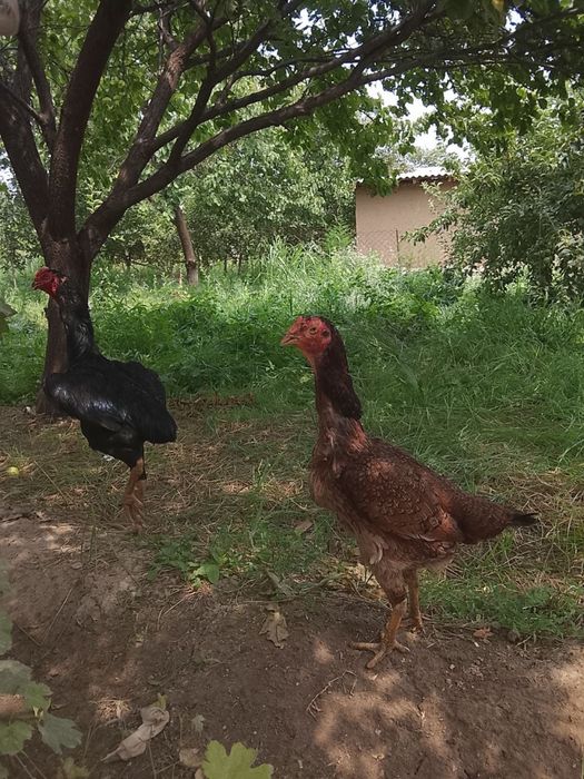 Dakan tulak Tovuq bilan birga sotiladi
