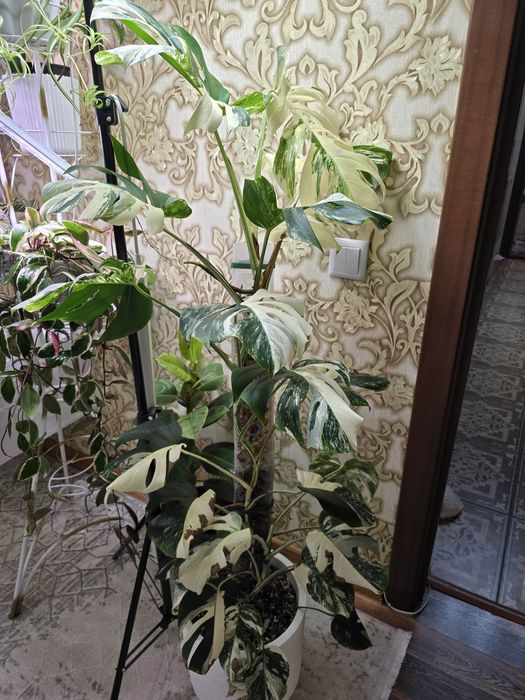 Продам монстеру Альба