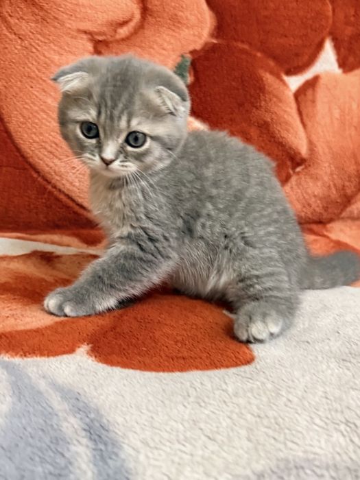 Веслоухая шотландская кошечка