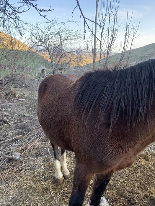 Айгар на откорме