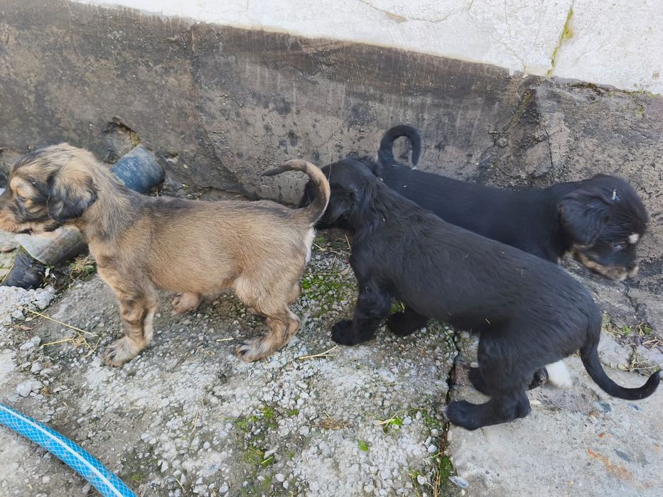 Продажа ШЕНЬКОВ Тайган