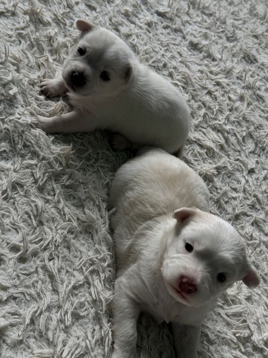 Bishon maltez 2 fetite